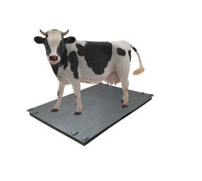 Ваги для великої рогатої худоби без решітки (1500х2000)