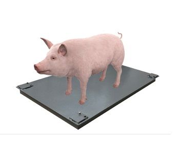 Ваги для свиней без решітки (750х1200)